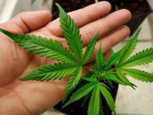 De Magistris: “Cannabis? Anche io sono per la depenalizzazione”