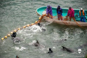 GIAPPONE: MONDO IN CAMPO CONTRO LA MATTANZA DEI DELFINI