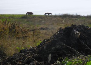 passerano-cavalli_full