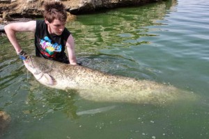 Silurus_glanis_Rio_Ebro_Spain_2