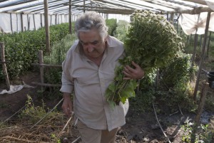 mujica