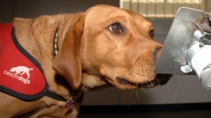 cancerdog