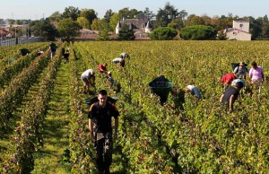 La vendemmia in Francia