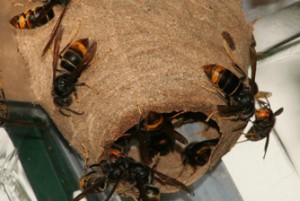vesap_velutina