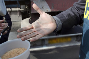 grano-sporco-e-tossico-nel-porto-di-bari