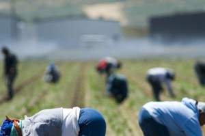 caporalato-lavoro-500x331