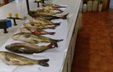 Basilicata, Pertusillo: cianotossine e contaminanti industriali nei pesci del lago della Val d’Agri