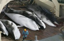 Giappone, uccise 122 balene incinte e 144 cuccioli: la mattanza con arpioni esplosivi con la scusa della Ricerca scientifica