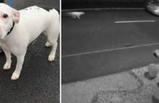 Abbandona il cane in strada, lo straziante inseguimento dell’auto da parte del cucciolo [VIDEO]