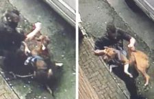 Napoli, Padrone prende a morsi il proprio cane, i passanti intervengono per difendere l’animale