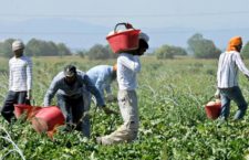 Lavoro, 124 “irregolari” in azienda agricola gestita da un magrebino