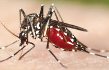 Zanzare infette da West Nile e già attive: scatta l’allarme, ad Ardea il primo caso dell’estate 2019
