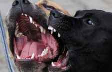 Codacons: 70mila attacchi, patentino obbligatorio per certe razze di cani