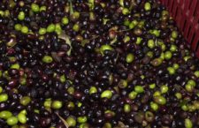 Olio di semi spacciato per extravergine di oliva: arresti in Toscana e Puglia. 14 indagati, alcuni prestanome