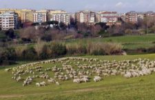 Roma, Pecore tosaerba: il progetto delle pecore-tosaerba va avanti. I precedenti, da Torino a Parigi.