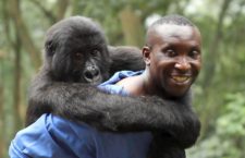 Il Congo autorizza le trivellazioni di petrolio nei parchi Virunga e Salonga, animali e habitat a rischio