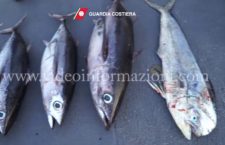 Maxi operazione della Guardia costiera contro la pesca illegale