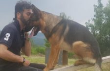 Avvelenato nel giardino di casa Kaos, il cane eroe del terremoto di Amatrice e Campotosto