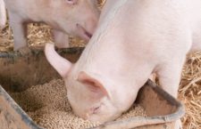 Mangimi animali contaminati da un batterio ogm: scatta l’allerta in Europa