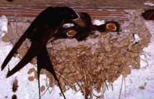 Il Comune di Belluno vieta di distruggere i nidi delle rondini: multe fino a 500 euro