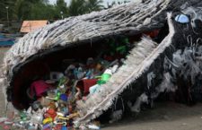 Incinta, con la pancia piena di rifiuti: così muore una balena in Costa Smeralda